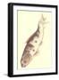 Koi-null-Framed Art Print