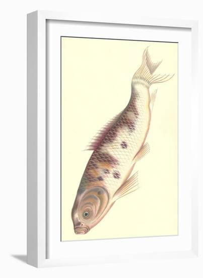 Koi-null-Framed Art Print