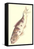 Koi-null-Framed Stretched Canvas