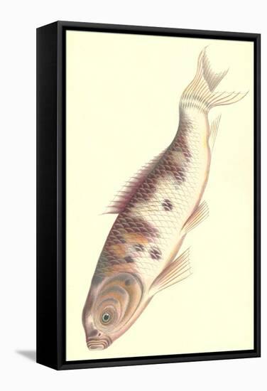 Koi-null-Framed Stretched Canvas