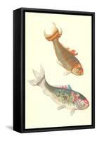 Koi-null-Framed Stretched Canvas