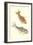 Koi-null-Framed Art Print