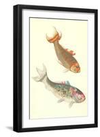 Koi-null-Framed Art Print