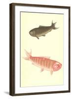 Koi-null-Framed Art Print