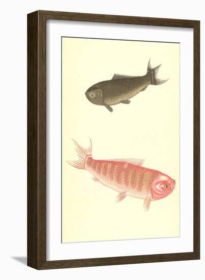 Koi-null-Framed Art Print