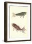 Koi-null-Framed Art Print