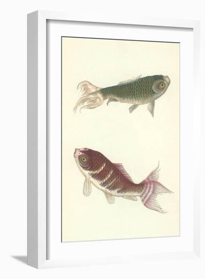 Koi-null-Framed Art Print