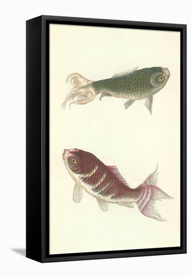 Koi-null-Framed Stretched Canvas