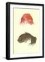 Koi-null-Framed Art Print