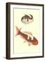 Koi-null-Framed Art Print