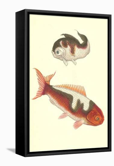 Koi-null-Framed Stretched Canvas