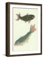 Koi-null-Framed Art Print