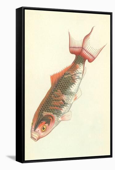 Koi-null-Framed Stretched Canvas