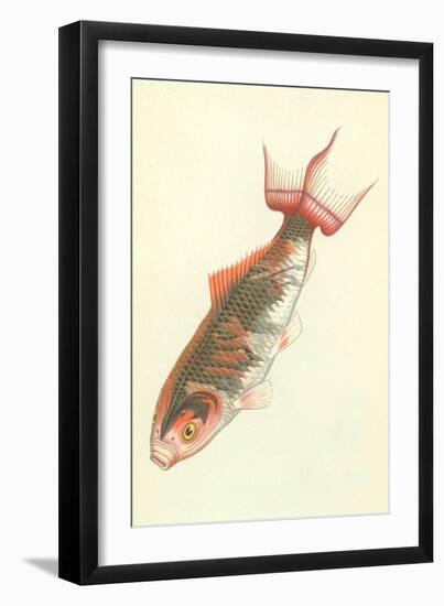 Koi-null-Framed Art Print