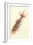 Koi-null-Framed Art Print