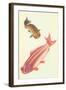 Koi-null-Framed Art Print