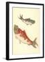 Koi-null-Framed Art Print