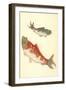 Koi-null-Framed Art Print