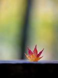 Autumn Leaves-Koichi Yoshii-Photographic Print