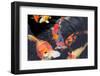 Kois in A Pond-sasel77-Framed Photographic Print