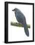 Kokako (Callaeas Cinerea), Birds-Encyclopaedia Britannica-Framed Poster