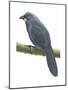 Kokako (Callaeas Cinerea), Birds-Encyclopaedia Britannica-Mounted Poster