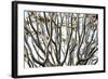 Kokerboom Or Quiver Tree (Aloe Dichotoma) Quiver Tree Forest, Kalahari, Namibia-Enrique Lopez-Tapia-Framed Photographic Print