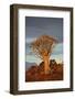 Kokerboom or Quiver Tree, Mesosaurus Fossil Camp, near Keetmanshoop, Namibia-David Wall-Framed Photographic Print