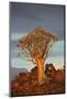 Kokerboom or Quiver Tree, Mesosaurus Fossil Camp, near Keetmanshoop, Namibia-David Wall-Mounted Photographic Print