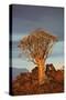 Kokerboom or Quiver Tree, Mesosaurus Fossil Camp, near Keetmanshoop, Namibia-David Wall-Stretched Canvas