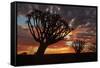 Kokerboom or Quiver Trees at sunset, Mesosaurus Fossil Camp, near Keetmanshoop, Namibia-David Wall-Framed Stretched Canvas