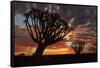 Kokerboom or Quiver Trees at sunset, Mesosaurus Fossil Camp, near Keetmanshoop, Namibia-David Wall-Framed Stretched Canvas