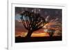 Kokerboom or Quiver Trees at sunset, Mesosaurus Fossil Camp, near Keetmanshoop, Namibia-David Wall-Framed Photographic Print