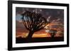 Kokerboom or Quiver Trees at sunset, Mesosaurus Fossil Camp, near Keetmanshoop, Namibia-David Wall-Framed Photographic Print