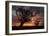 Kokerboom or Quiver Trees at sunset, Mesosaurus Fossil Camp, near Keetmanshoop, Namibia-David Wall-Framed Photographic Print