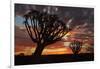 Kokerboom or Quiver Trees at sunset, Mesosaurus Fossil Camp, near Keetmanshoop, Namibia-David Wall-Framed Photographic Print