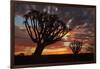 Kokerboom or Quiver Trees at sunset, Mesosaurus Fossil Camp, near Keetmanshoop, Namibia-David Wall-Framed Photographic Print