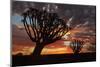 Kokerboom or Quiver Trees at sunset, Mesosaurus Fossil Camp, near Keetmanshoop, Namibia-David Wall-Mounted Photographic Print