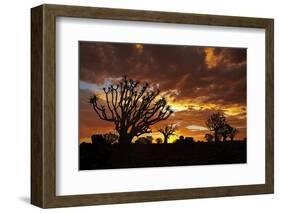 Kokerboom or Quiver Trees at sunset, Mesosaurus Fossil Camp, near Keetmanshoop, Namibia-David Wall-Framed Photographic Print