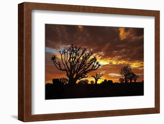 Kokerboom or Quiver Trees at sunset, Mesosaurus Fossil Camp, near Keetmanshoop, Namibia-David Wall-Framed Photographic Print