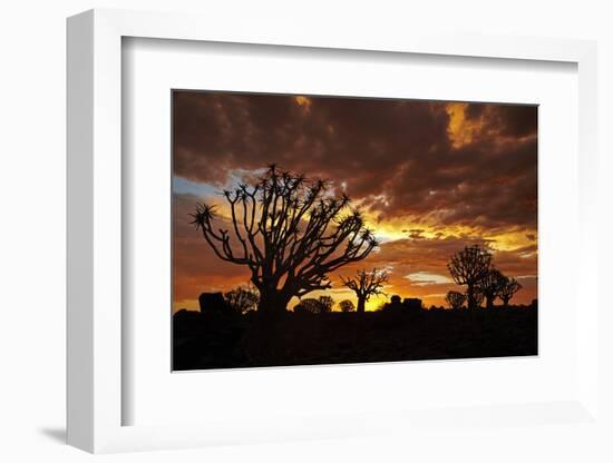 Kokerboom or Quiver Trees at sunset, Mesosaurus Fossil Camp, near Keetmanshoop, Namibia-David Wall-Framed Photographic Print