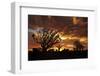 Kokerboom or Quiver Trees at sunset, Mesosaurus Fossil Camp, near Keetmanshoop, Namibia-David Wall-Framed Photographic Print