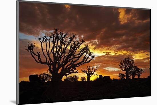 Kokerboom or Quiver Trees at sunset, Mesosaurus Fossil Camp, near Keetmanshoop, Namibia-David Wall-Mounted Photographic Print