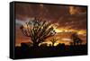 Kokerboom or Quiver Trees at sunset, Mesosaurus Fossil Camp, near Keetmanshoop, Namibia-David Wall-Framed Stretched Canvas