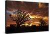 Kokerboom or Quiver Trees at sunset, Mesosaurus Fossil Camp, near Keetmanshoop, Namibia-David Wall-Stretched Canvas