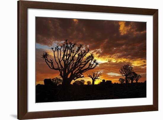 Kokerboom or Quiver Trees at sunset, Mesosaurus Fossil Camp, near Keetmanshoop, Namibia-David Wall-Framed Photographic Print