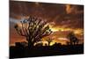 Kokerboom or Quiver Trees at sunset, Mesosaurus Fossil Camp, near Keetmanshoop, Namibia-David Wall-Mounted Photographic Print