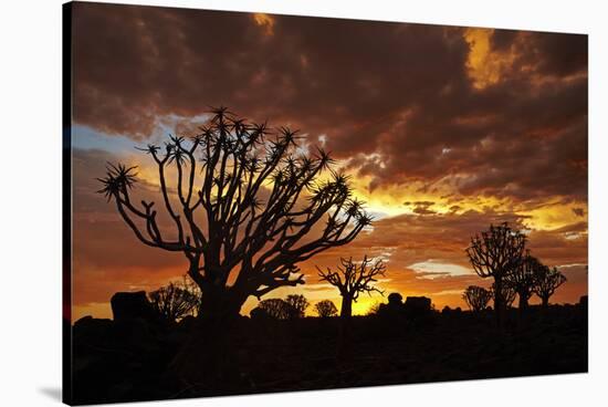 Kokerboom or Quiver Trees at sunset, Mesosaurus Fossil Camp, near Keetmanshoop, Namibia-David Wall-Stretched Canvas