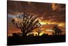 Kokerboom or Quiver Trees at sunset, Mesosaurus Fossil Camp, near Keetmanshoop, Namibia-David Wall-Stretched Canvas