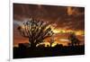 Kokerboom or Quiver Trees at sunset, Mesosaurus Fossil Camp, near Keetmanshoop, Namibia-David Wall-Framed Photographic Print